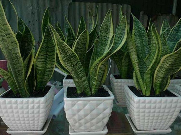 khai-truong-showroom-nen-tang-qua-gi-y-nghia-mang-den-tai-loc-cho-gia-chu-6 khai-truong-showroom-nen-tang-qua-gi-y-nghia-mang-den-tai-loc-cho-gia-chu-6